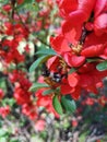 Bumblebee on red japanese quince flowers. Chaenomeles japonica.