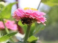 A Bumblebee Resting Beneath the Petals of a Pink Flower