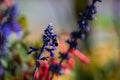 Bumblebee Resting on Lavender Plant