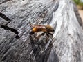 The Bumblebee robberfly, yellow robberfly or yellow assassin fly Laphria flava on a dry tree trunk on the beach in sunlight