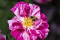 Bumblebee on a Rosa Mundi old English Rose