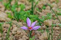 Bumblebee and saffron flowers a delicate saffron flower Royalty Free Stock Photo