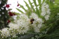 A bumblebee sat on a blossoming lemongrass Royalty Free Stock Photo