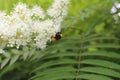 A bumblebee sat on a blossoming lemongrass