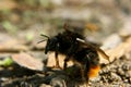 Bumblebee says good bye Royalty Free Stock Photo