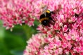 Bumblebee on sedum Royalty Free Stock Photo