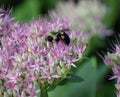 Bumblebee Sedum Royalty Free Stock Photo