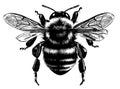 Bumblebee side view hand drawn sketch insects vector illustration