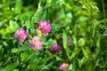Bumblebee sit on pink clover flower on green grass background closeup, bumble bee pollinating blooming purple clover on sunny day Royalty Free Stock Photo