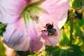 Bumblebee sits on beautiful hollyhock flowers in the garden. blooming pink mallow Royalty Free Stock Photo
