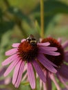 Bumblebee sits on a beautiful pink echinacea flower