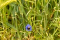 Bumblebee sits on a blue wild flower Royalty Free Stock Photo