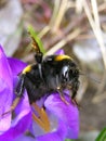 Bumblebee sits