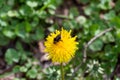 Bumblebee sits on dandelion flower