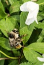 The bumblebee sits on a green leaf wild flower, honey insect and white flower, wildlife background