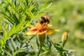 A bumblebee sits on the inflorescence of a flower marigold collecting nectar. Royalty Free Stock Photo