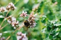 A bumblebee sits on a lilac oregano flower, selective focus