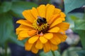 Bumblebee sits on an orange flower in garden. Close-up. Royalty Free Stock Photo