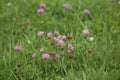 Bumblebee sits on pink clover flower on green grass background close up, bumble bee on blooming purple clover on sunny Royalty Free Stock Photo