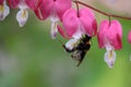 Bumblebee sits on a pink flower