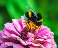 A bumblebee sits on a pink zinnia flower.The background is blurry. Royalty Free Stock Photo