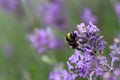 A bumblebee sits at a purple lavender flower