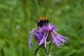 Bumblebee sits on a thistle