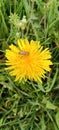 A bumblebee is on a yellow dandelion (Taraxacum) flower and collects pollen and nectar Royalty Free Stock Photo