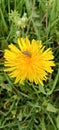 A bumblebee is on a yellow dandelion (Taraxacum) flower and collects pollen and nectar Royalty Free Stock Photo