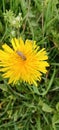 A bumblebee is on a yellow dandelion (Taraxacum) flower and collects pollen and nectar Royalty Free Stock Photo