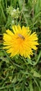 A bumblebee is on a yellow dandelion (Taraxacum) flower and collects pollen and nectar Royalty Free Stock Photo