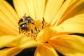 Bumblebee sits on yellow flower. Closeup/bumblebee pollinates a flower. Pollinations of concept Royalty Free Stock Photo