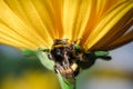 Bumblebee sits on yellow flower. Closeup/bumblebee pollinates a flower. Pollinations of concept
