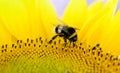 Bumblebee sits on a yellow flower. Macro photo Royalty Free Stock Photo