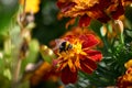 a bumblebee sits on a yellow-red flower and collects nectar. insect close-up.