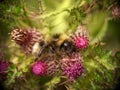 Bumblebee sitting amongst purple, thistle flowers, beautiful colours and bokeh. Royalty Free Stock Photo