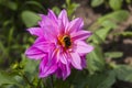 Bumblebee sitting on a beautiful pink flower. Close up on a green background Royalty Free Stock Photo