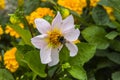 Bumblebee sitting on a beautiful pink flower. Close up on a green background Royalty Free Stock Photo