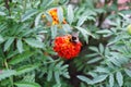 Bumblebee sitting on a bright orange marigold flower