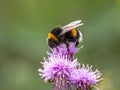 Bumblebee sitting on a bright purple thistle blossom