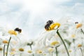 Bumblebee sitting on camomiles. Macro photo. White flowers. Life of insects