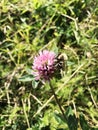 Bumblebee sitting on clover.