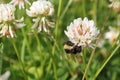 Bumblebee sitting on dutch white clover Royalty Free Stock Photo