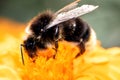 Bumblebee sitting on a flower, macro photo Royalty Free Stock Photo