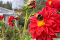 Bumblebee sitting on a flower collecting nectar