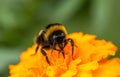 Bumblebee sitting on flower