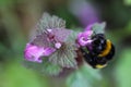 Bumblebee sitting on a hemp-nettle flower
