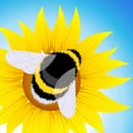 Bumblebee sitting on sunflower Royalty Free Stock Photo