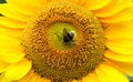 bumblebee sitting on a sunflower Royalty Free Stock Photo