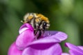 Bumblebee sitting on a vetch blossom and drinking nectar with her proboscis Royalty Free Stock Photo